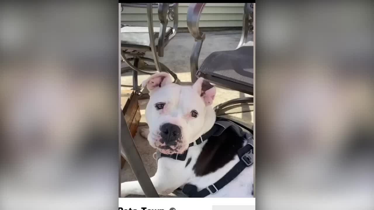 Funny Dogs And Cats - Try Not To Laugh Animals