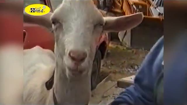 Funny Animal Videos Funny Goat Smoking