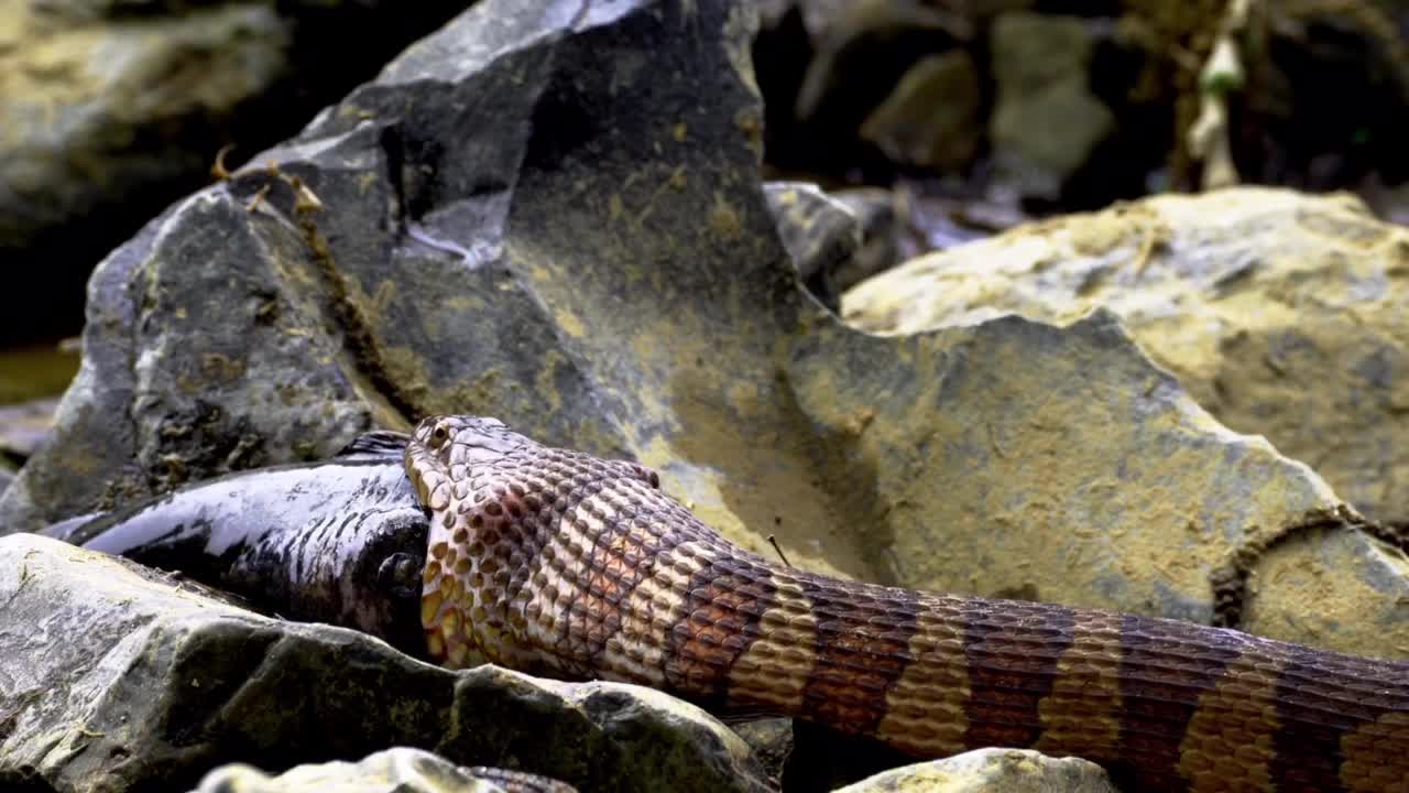 giant snake feeding😱