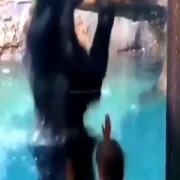 Bears, Dogs and Parrots dancing very cute watch #shorts