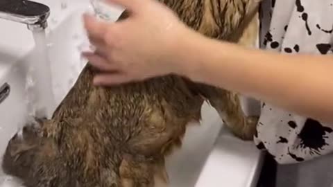 bathing the cat