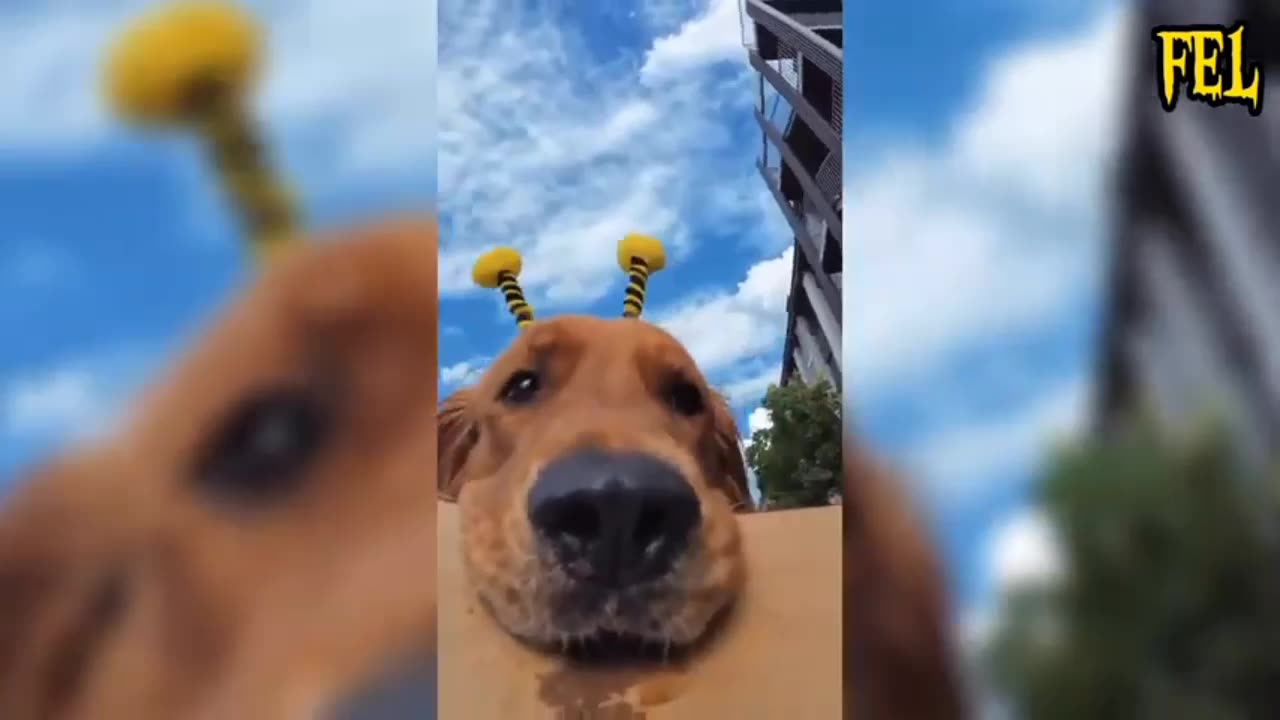 Funny clip of animals