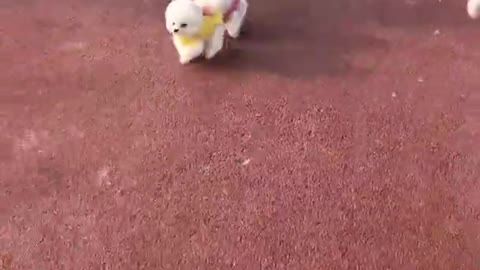 Cutest baby dogs, Beautiful puppy