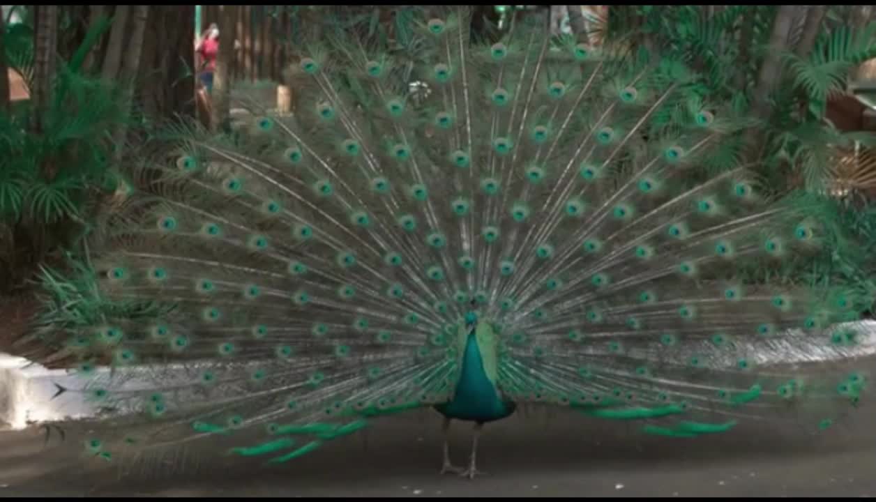 amazing peacock