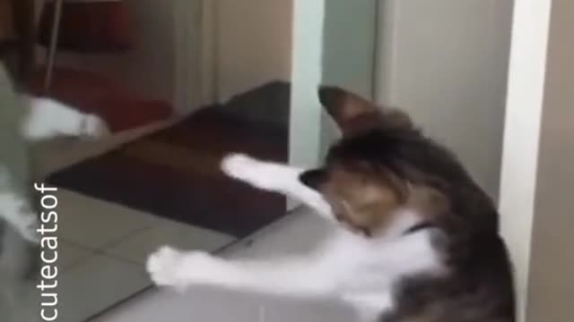 what a fight come... come