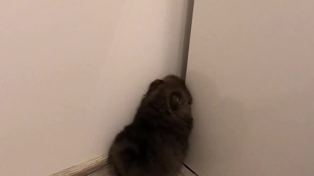 Pomeranian Pup Makes Tight Squeeze