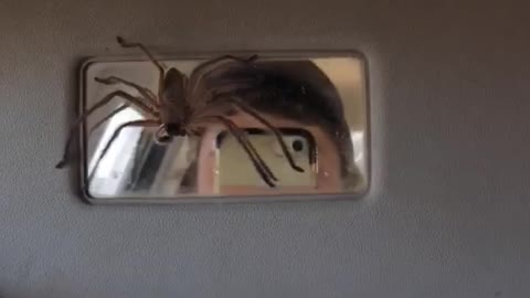 Sun Visor Spider Surprise