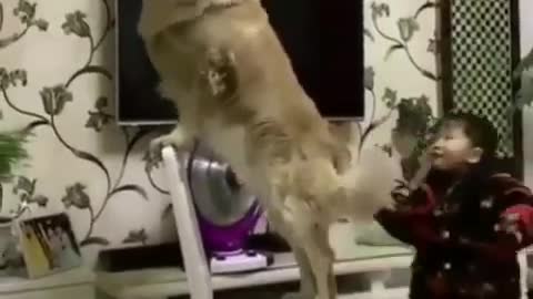 My dog ​​is very nice he helped my son to stick balloons on the roof of the house