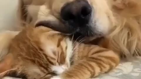 Dog cat chemistry