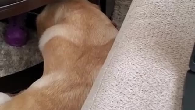 Dog Hates it When Disturbed During Sleeping