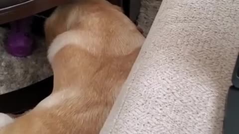 Dog Hates it When Disturbed During Sleeping