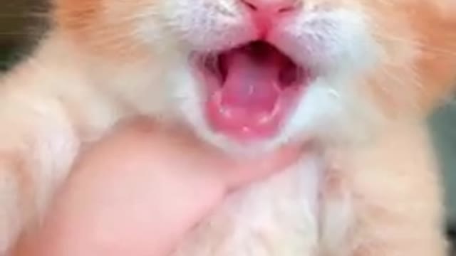Cute funny cat 🐈