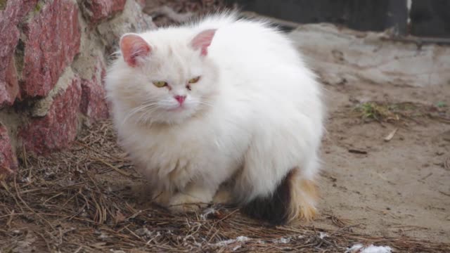 White homeless cat sitting on the street