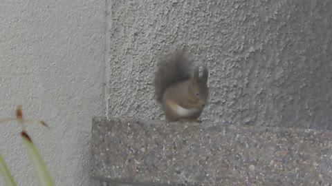 Lovely Wild Squirrel