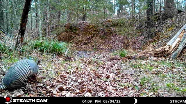 Armadillo Hopping While Gathering Leaves!!