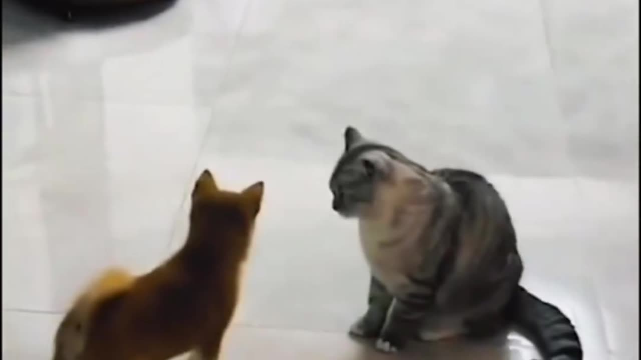 Dog and cat comedy