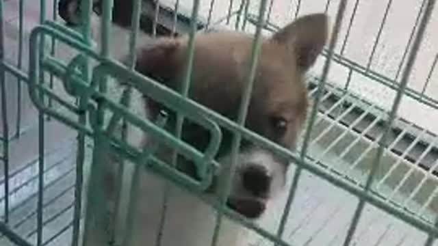 just full moon puppy