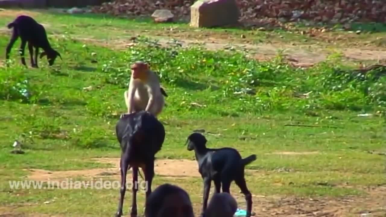 "The funniest goat and monkey video you'll ever see!"