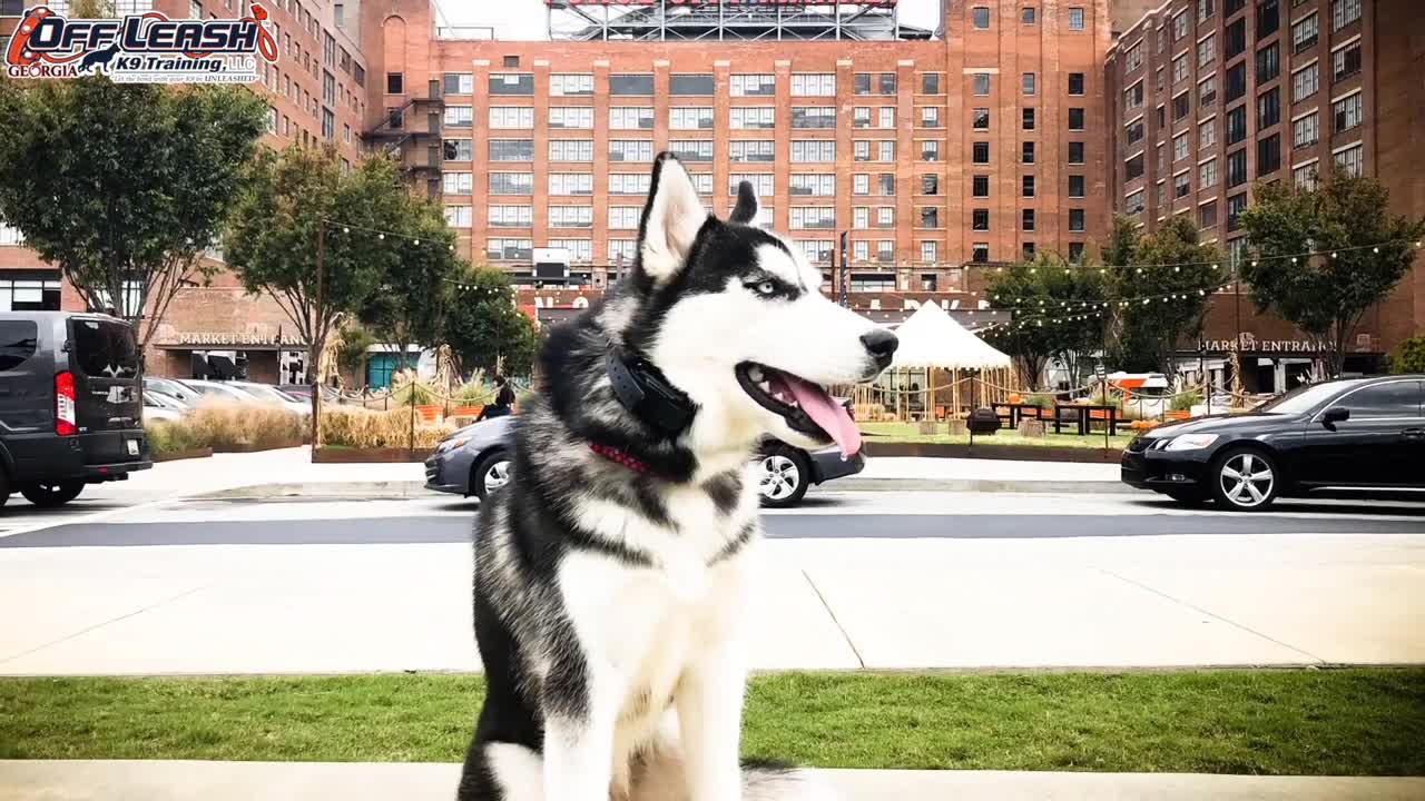 Well behaved of leash husky : dog training siberain husky