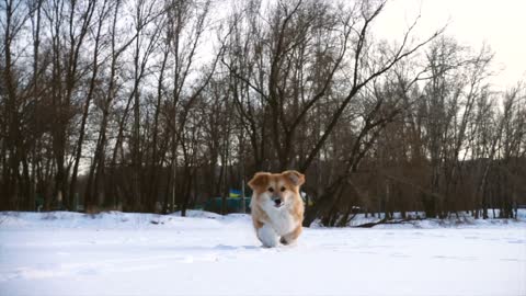 Little dog running in snow in slow motion