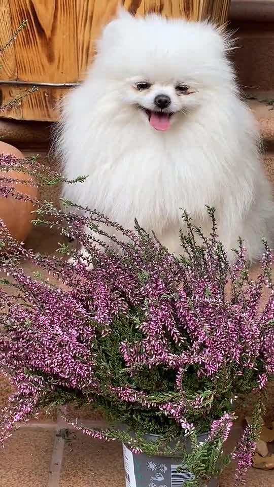 هاذا كلبي هير الجميل