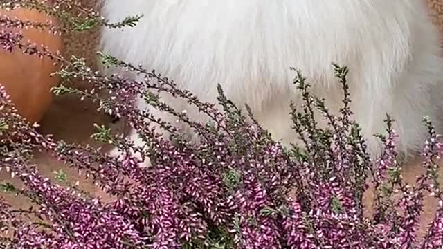 هاذا كلبي هير الجميل