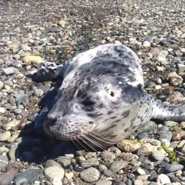 This baby seal crawled right up to my feet the other day.