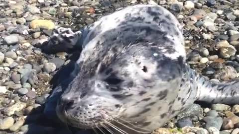 This baby seal crawled right up to my feet the other day.