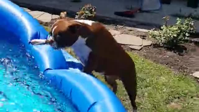 Thor is over the moon to go swimming in this pool, he