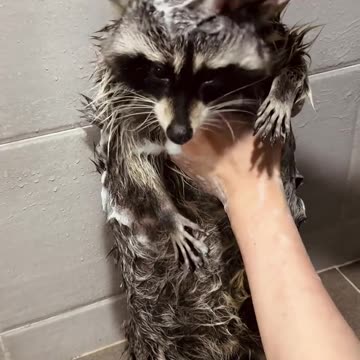 Just like a regular child bathing 😊