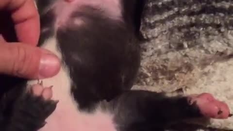 Adorable newborn puppy having a dream