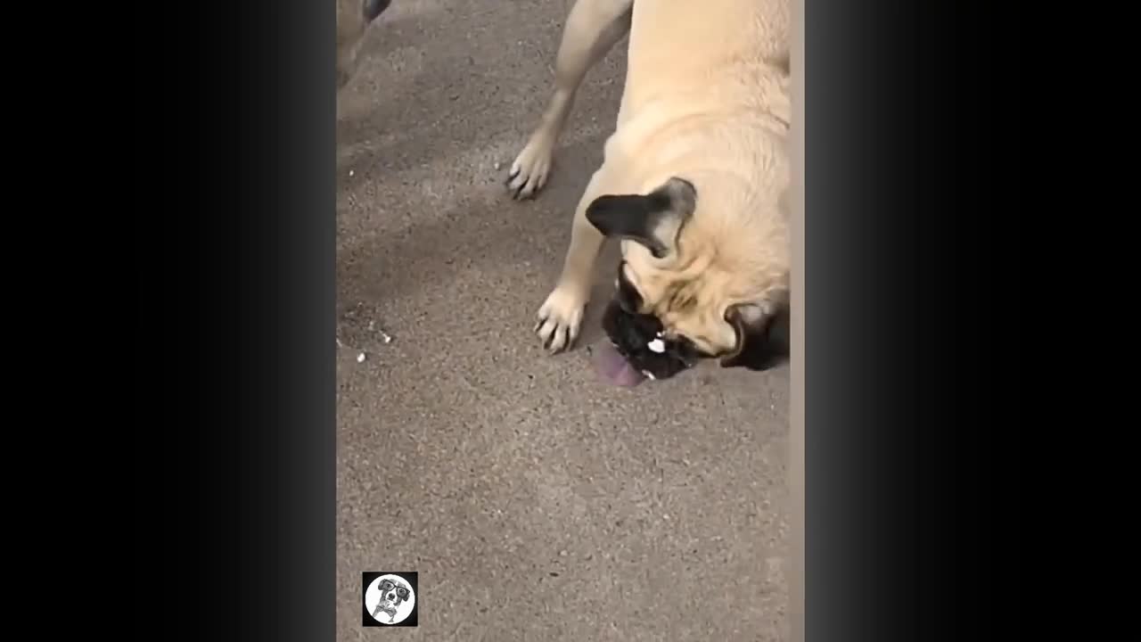 crazy pug