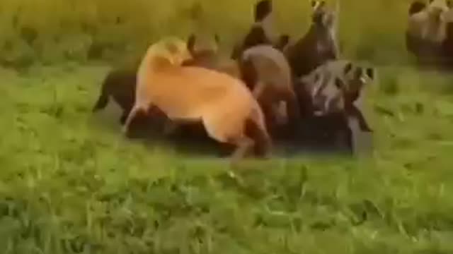Lion is saved by his bros
