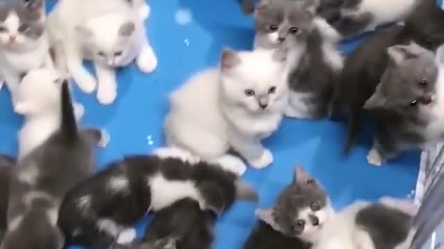 The Tom Crowd Cute Kitties Loving Each other