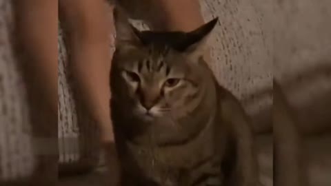 Funny moment between cat and human cub, what happened to the owner