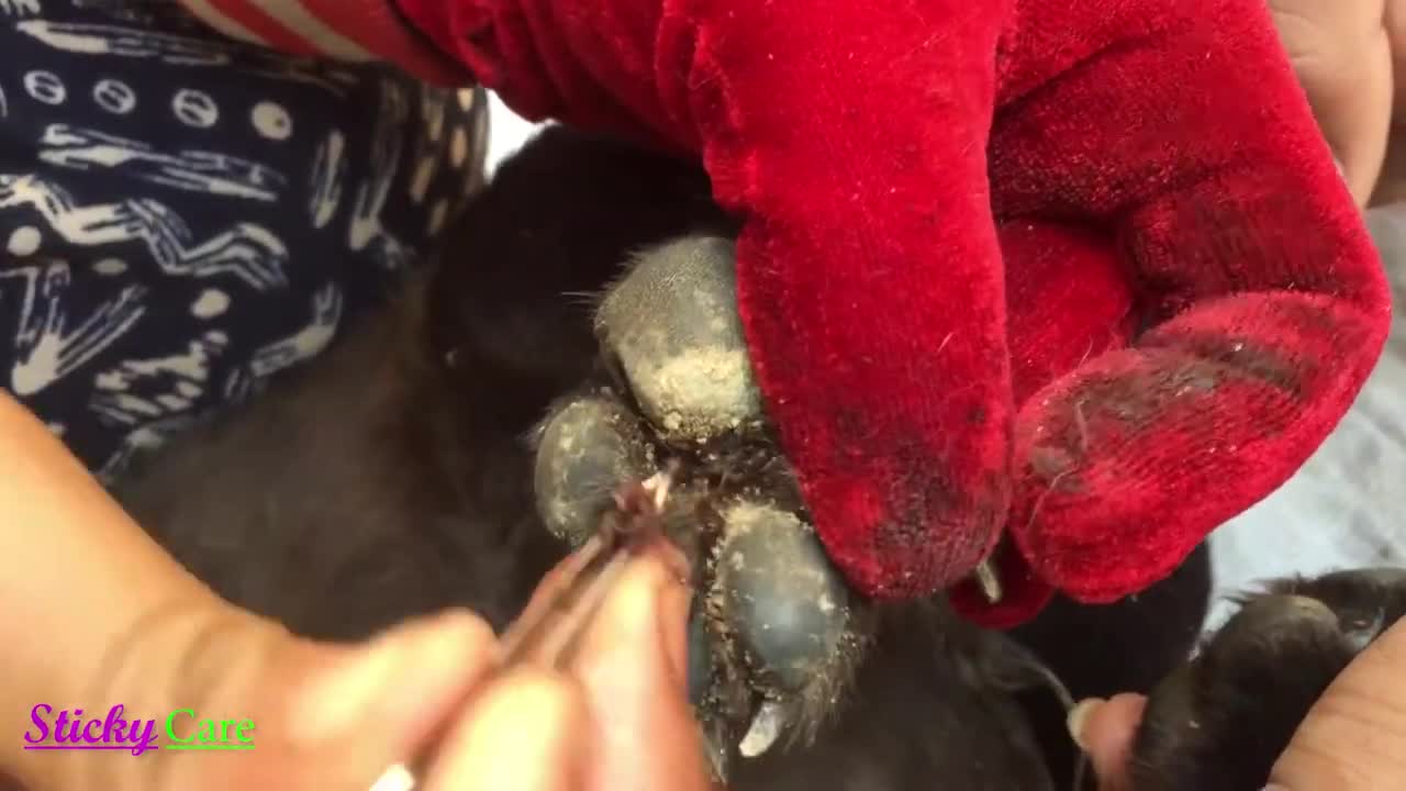 Removing all ticks from dog and satisfying