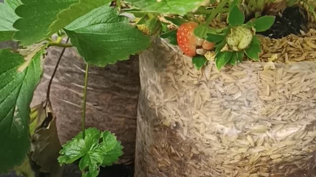 Growing Strawberry