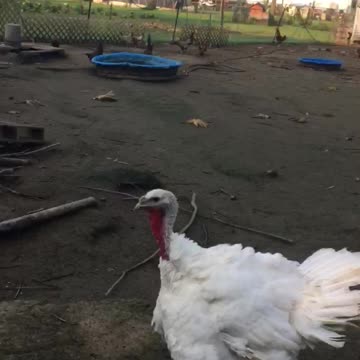 I was attacked by Tom the turkey no