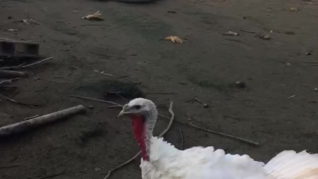 I was attacked by Tom the turkey no