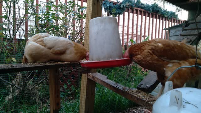 Chickens eating in the run