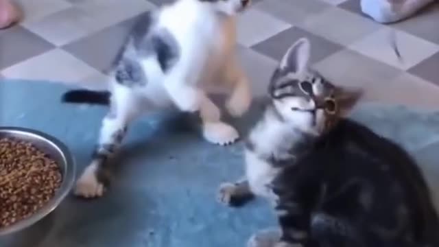Cute Kitten Playing With a Leach # Shorts πΎπ½