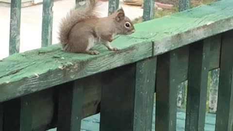 Baby Red Squirrel April 1,2021 Schererville,Indiana