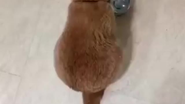 The beautiful hungry cat