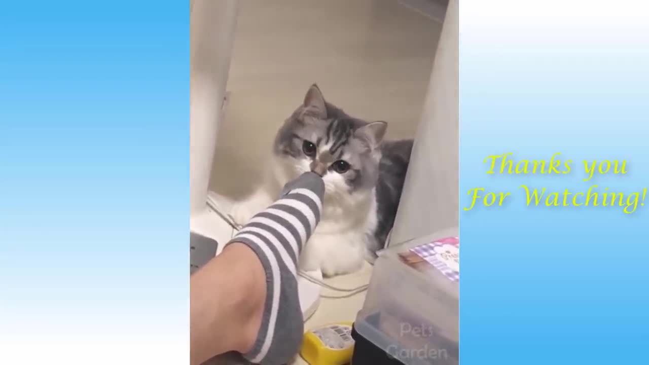 Funny cat life 😂🤣