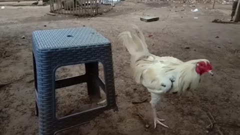 Chicken Fail