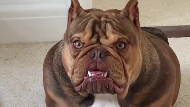 Angry Pets Compilation : Funny Angry Dogs of The Week #108 #shorts