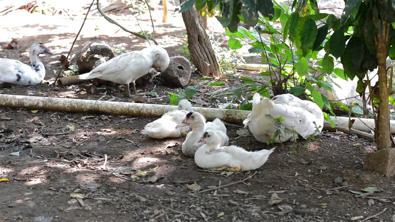 Amazing Group Of Ducks Resting Outside Sea Shore