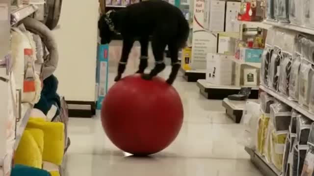 Very Smart Dog And Funny Dog Video Dog balancing video