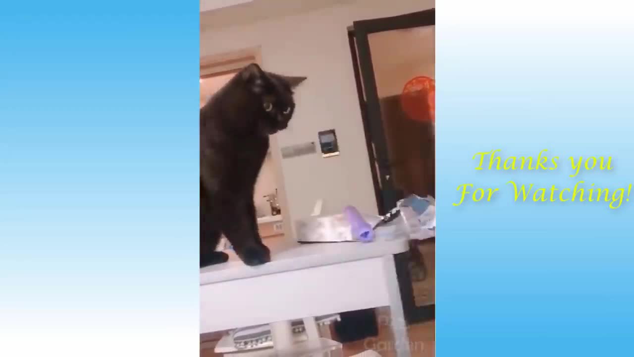 funny moments cats and dogs 13#