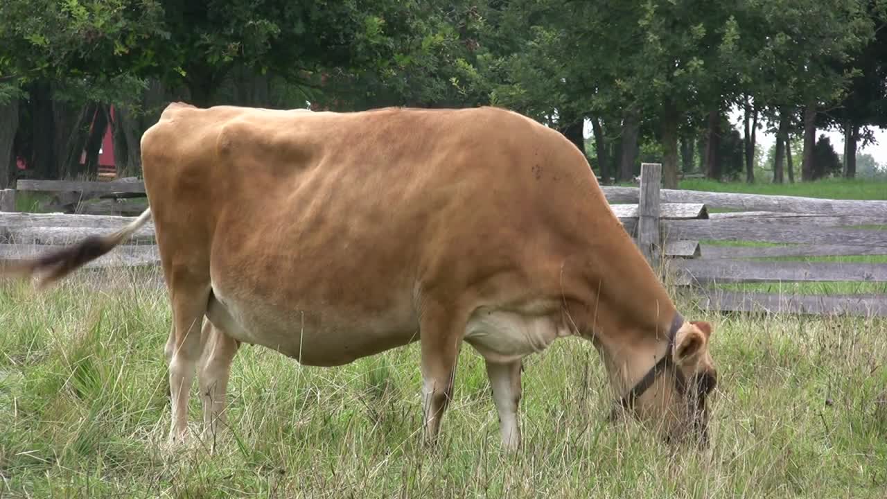 Cow chewing in center of frame